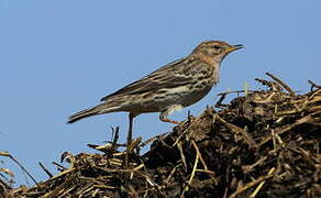 Pipit à gorge rousse