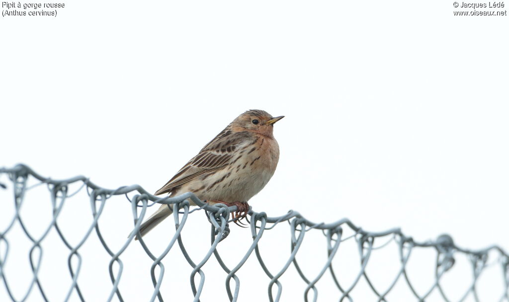 Red-throated Pipit