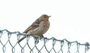 Pipit à gorge rousse