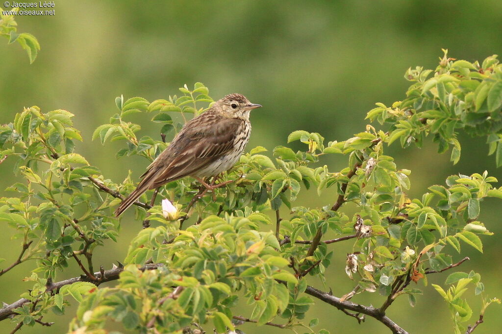 Pipit des arbres