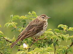 Tree Pipit