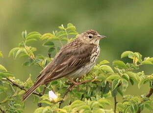 Pipit des arbres