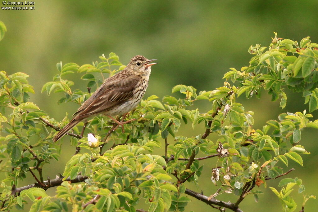 Tree Pipit