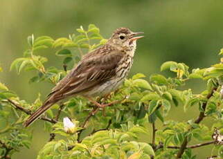 Pipit des arbres