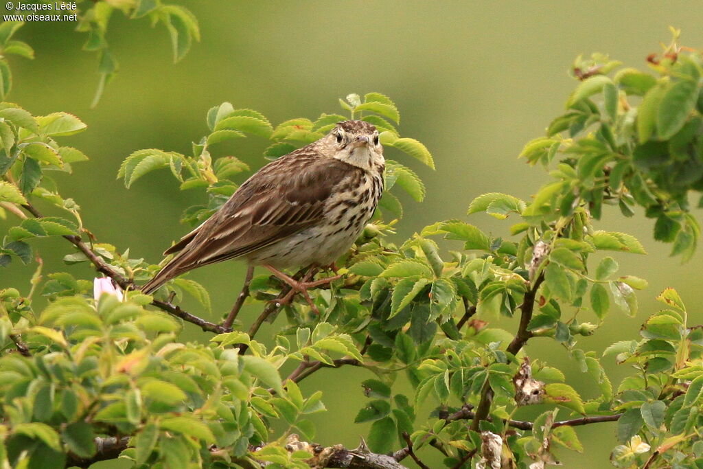 Tree Pipit