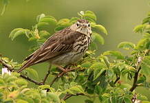 Pipit des arbres