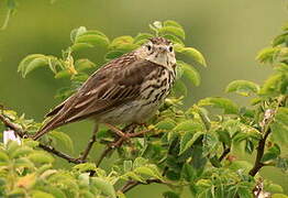 Tree Pipit