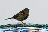 Pipit farlouse