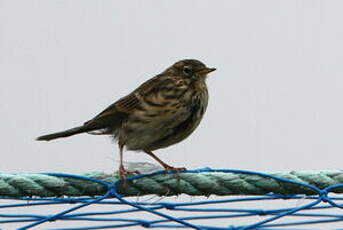 Pipit farlouse