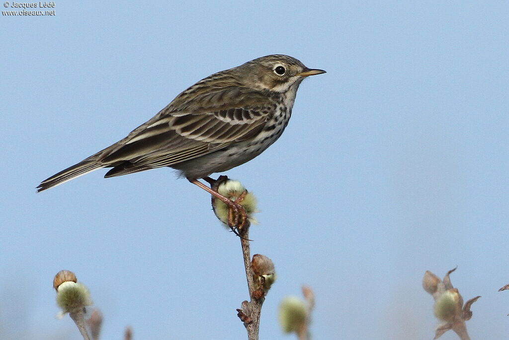 Meadow Pipit