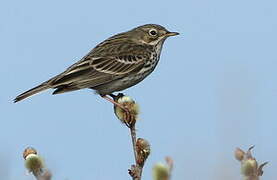 Pipit farlouse