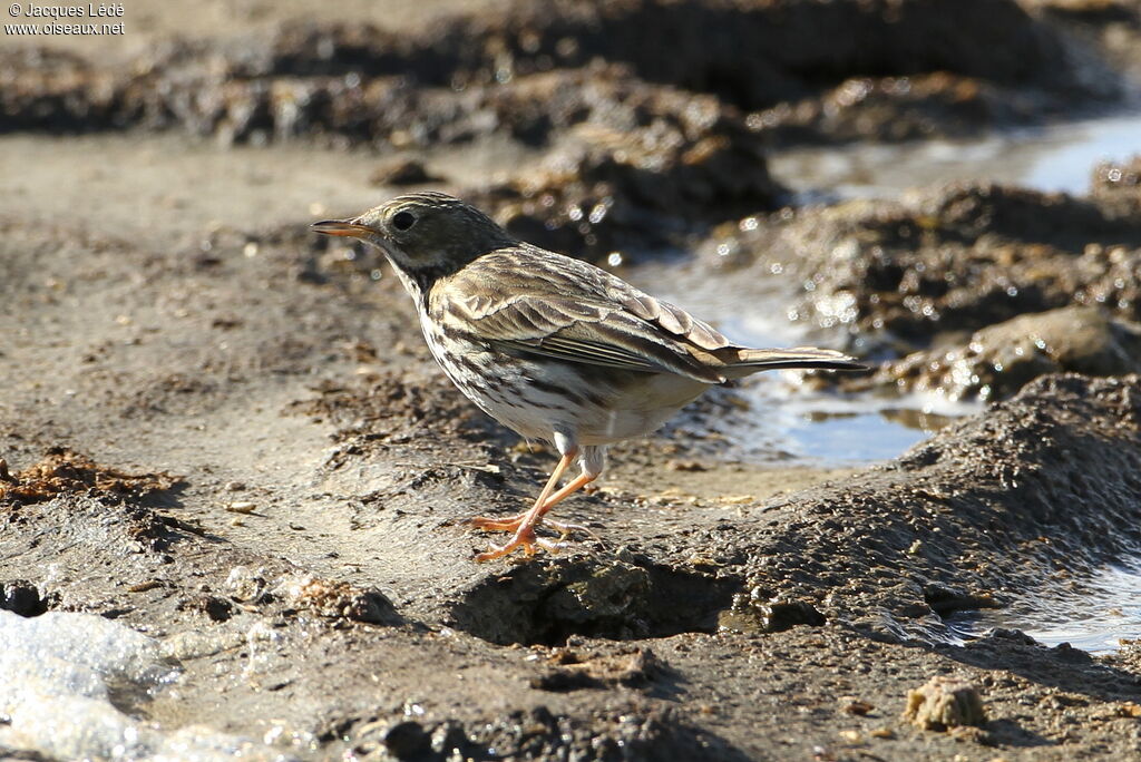 Pipit farlouse