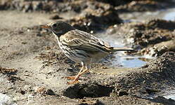 Pipit farlouse