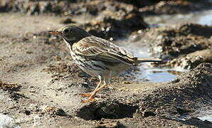 Meadow Pipit