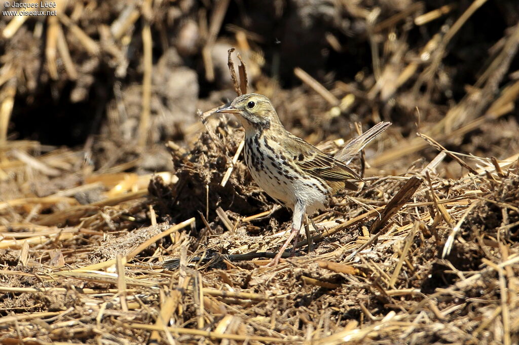 Pipit farlouse