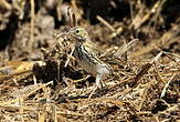 Pipit farlouse