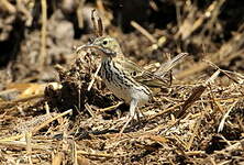 Pipit farlouse