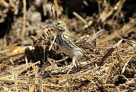 Pipit farlouse