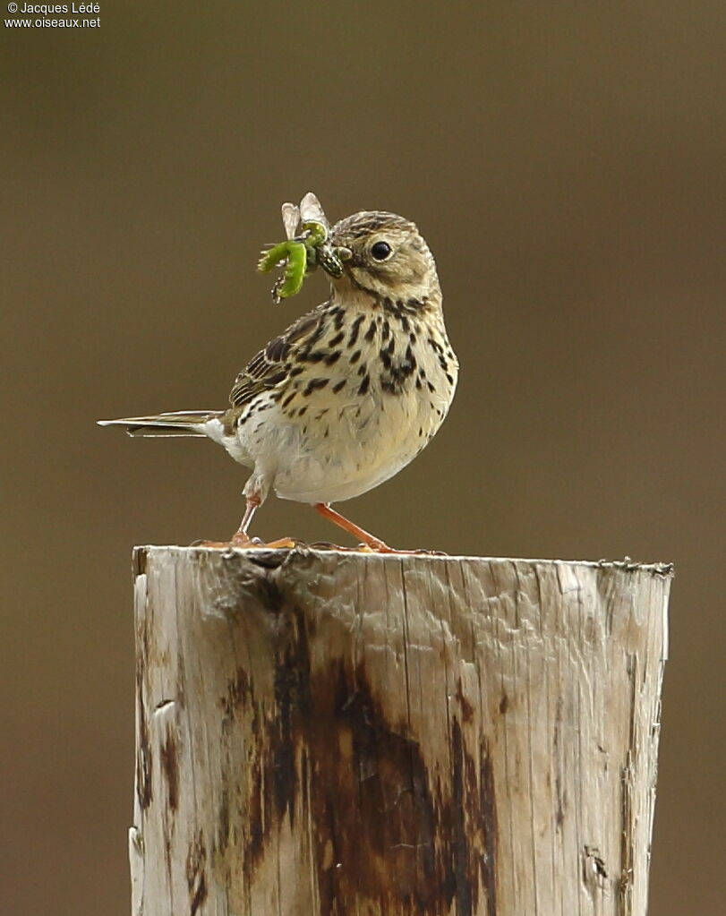 Pipit farlouse