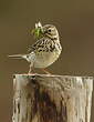 Pipit farlouse