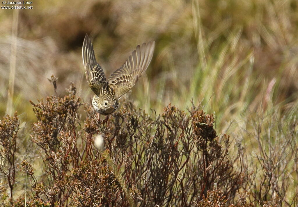 Pipit farlouse