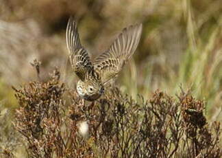 Pipit farlouse