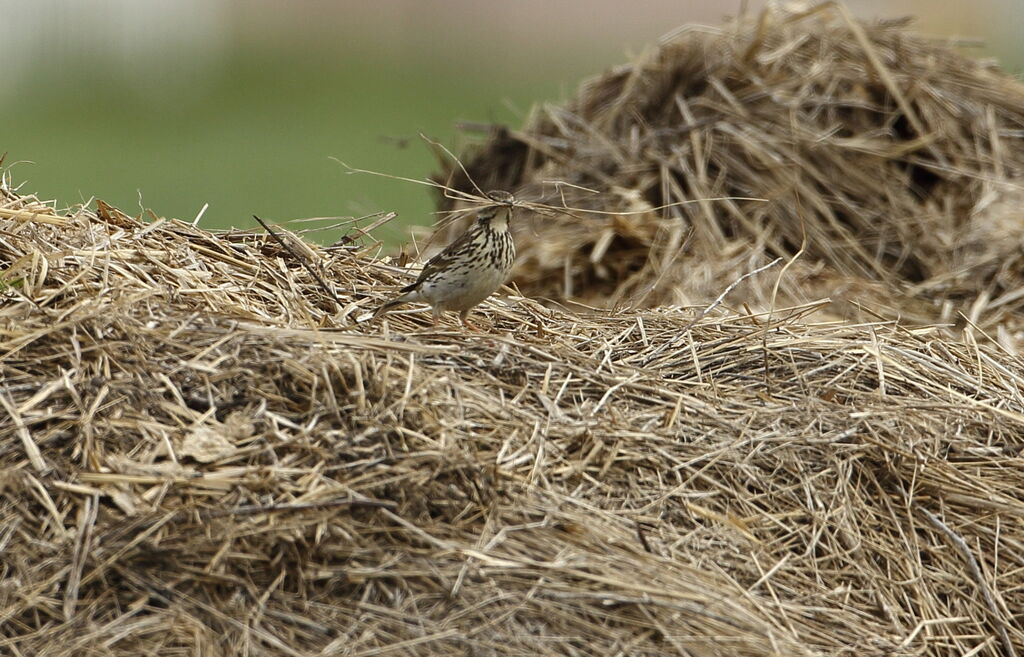 Meadow Pipit