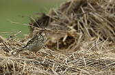 Pipit farlouse