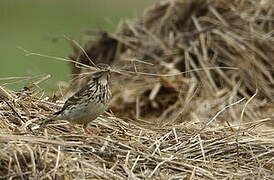 Pipit farlouse