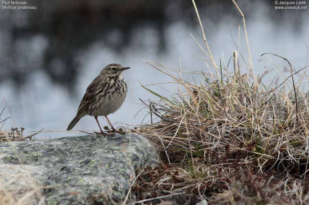 Pipit farlouse