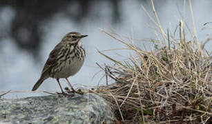 Pipit farlouse