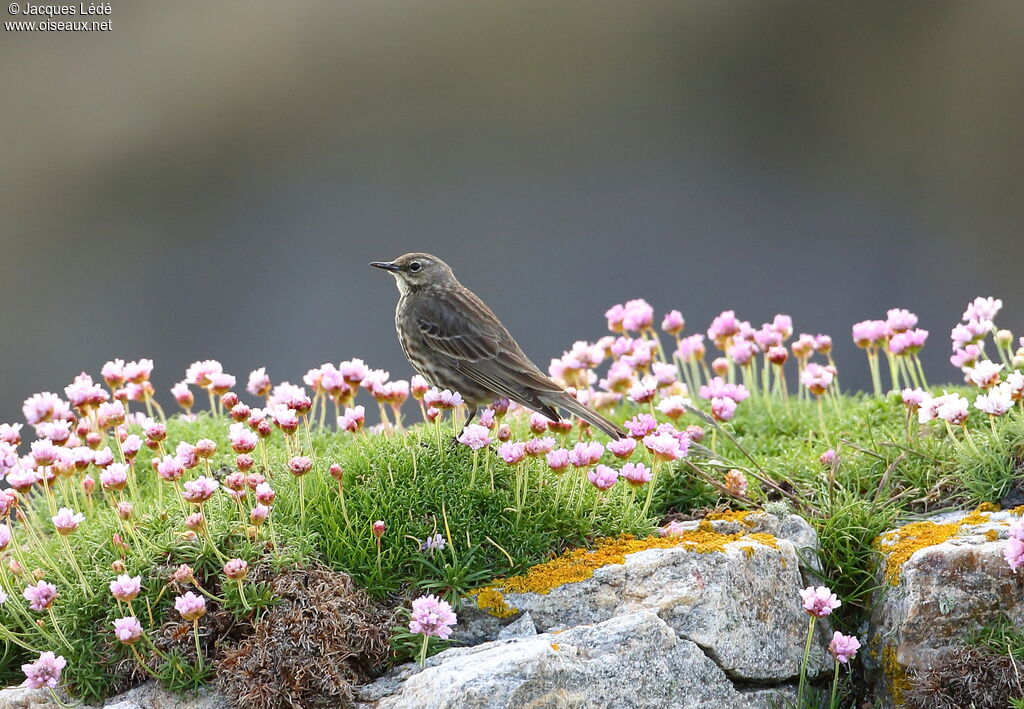 European Rock Pipit