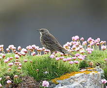 European Rock Pipit