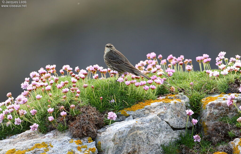 European Rock Pipit