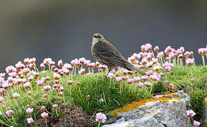 Eurasian Rock Pipit