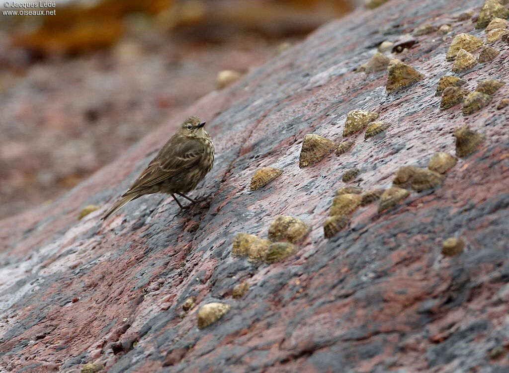 Eurasian Rock Pipit