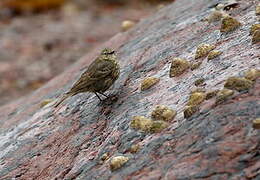 European Rock Pipit