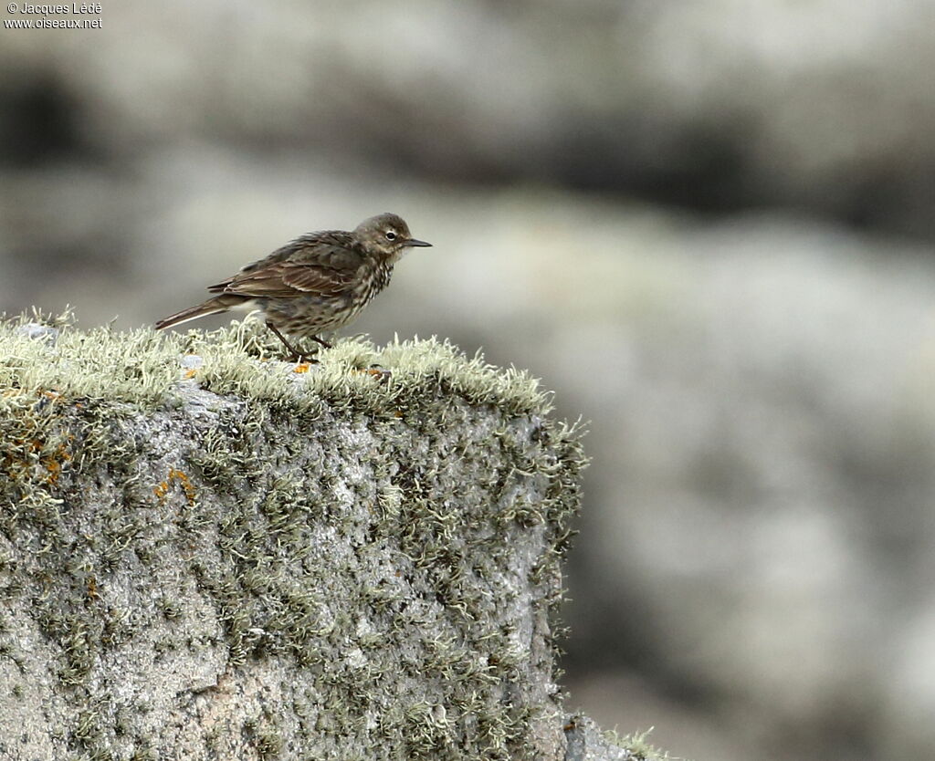 Eurasian Rock Pipit