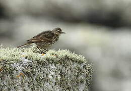 European Rock Pipit