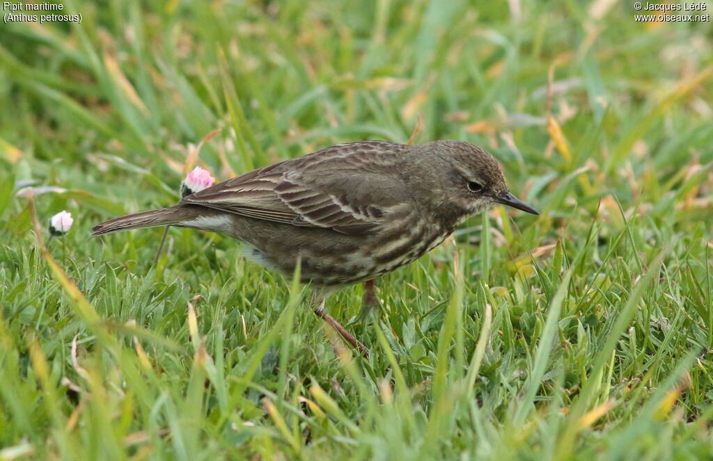 Eurasian Rock Pipit