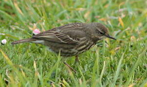 Eurasian Rock Pipit