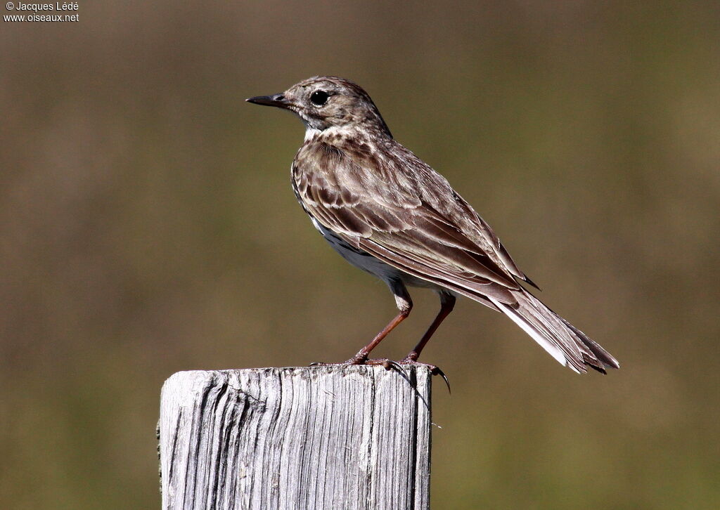 Water Pipit