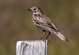 Water Pipit