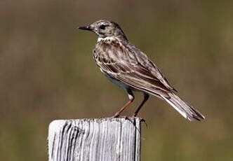 Pipit spioncelle