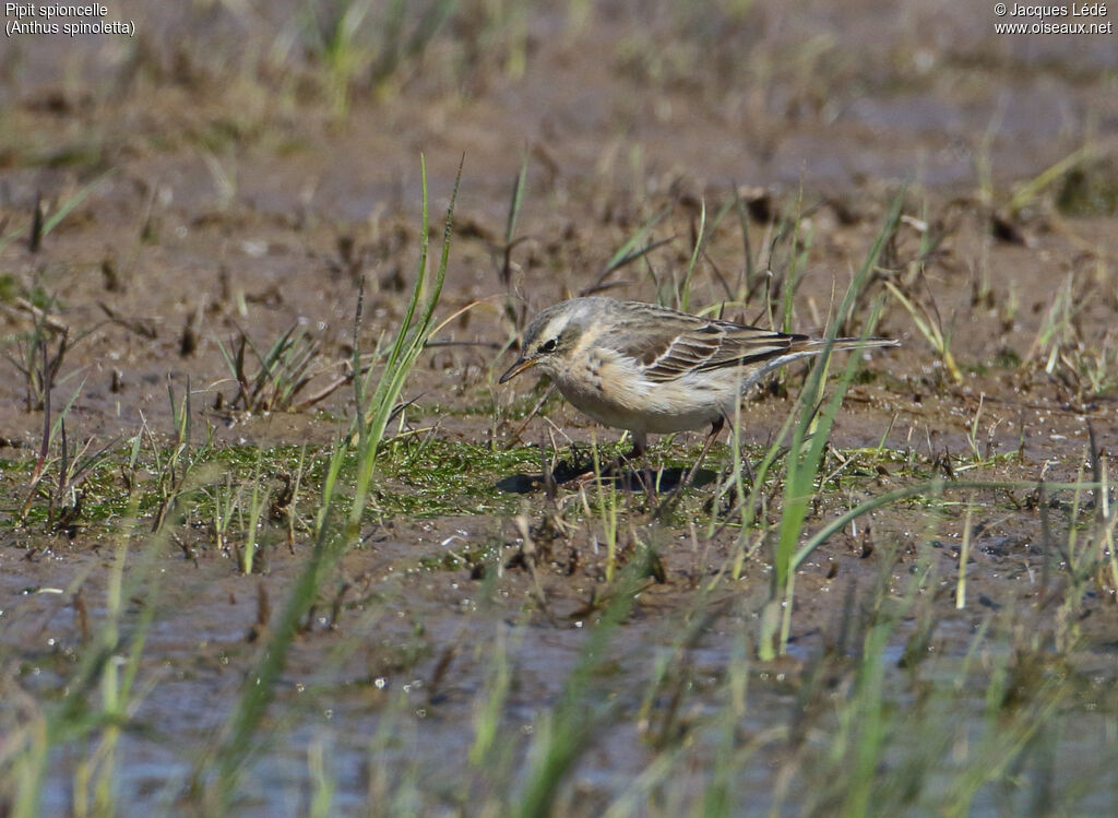 Water Pipit