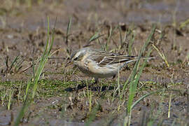 Water Pipit