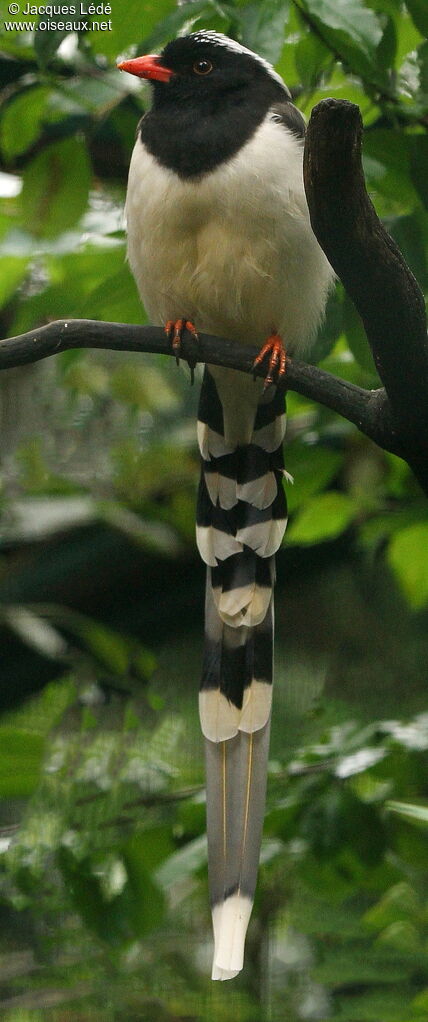 Red-billed Blue Magpie