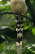 Red-billed Blue Magpie