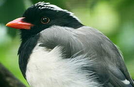 Red-billed Blue Magpie