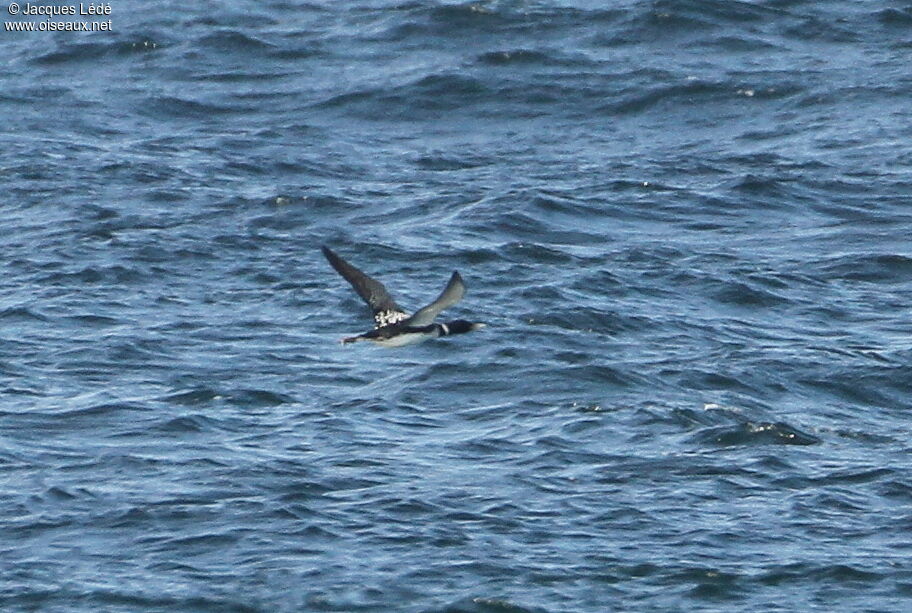 Yellow-billed Loon